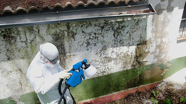 Top rated local Mold Cleanup specialists in Marshall, MI